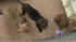 Dogs seized in Kensington