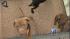 Dogs seized in Kensington