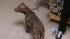 Dogs seized in Kensington