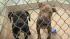 Dogs seized in Kensington