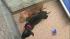 Dogs seized in Kensington