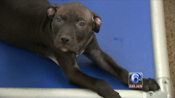 Dogs seized in Kensington