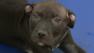 Dogs seized in Kensington