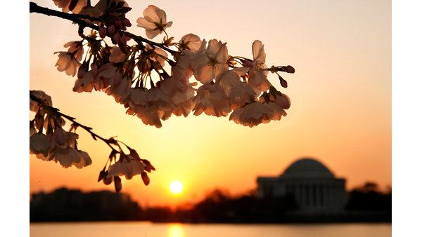 Cherry blossoms are in bloom at sunrise across from the Jefferson Memorial in Washington on Wednesday March 26, 2008. The trees are predicted to be in peak bloom from March 27 through April 3, 2008, according to the park services chief horticulturist, Rob DeFeo.