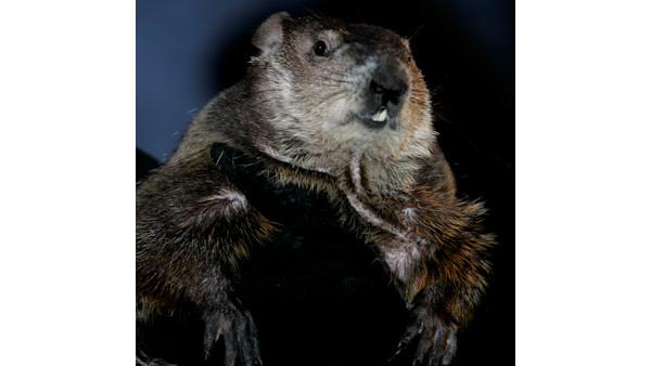 Punxsutawney Phil, the weather predicting groundhog, is held up by his handlers in Punxsutawney, Pa., Friday, Feb. 2, 2007. The groundhogs full name is actually Punxsutawney Phil, Seer of Seers, Sage of Sages, Prognosticator of Prognosticators and Weather Prophet Extraordinary. It was so proclaimed by the Punxsutawney Groundhog Club in 1887, the same year they declared Punxsutawney to be the weather capital of the world. (Information: about.com/ AP Photo)