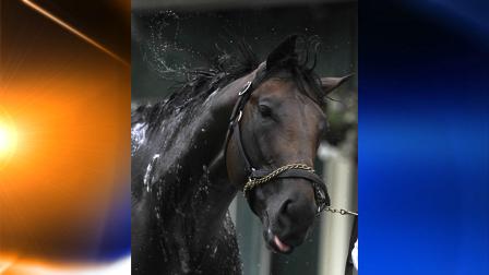 Bemont Stakes entrant First Dude shakes himself off durng a bath after workouts at Belmont Park Thursday, June 3, 2010, in Elmont, N.Y. (AP Photo/Julie Jacobson)
