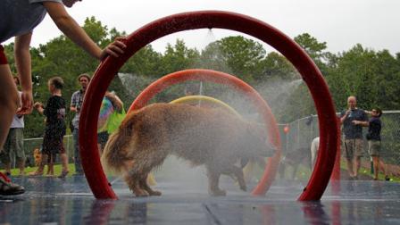 Dogs run through the fountains at the new Alabama Dream Dog Park in Alabaster, Ala., Thursday, July 12, 2012. The $500,000 renovation creates a dog park with many unique features that include: custom-designed water splash pads to keep dogs cool during hot Alabama summers; a fetch football field with fire hydrant goal posts; a hill that dogs and owners can climb together to enjoy the view; a doggie wash station; and an adventure path with tunnels and agility hoops, among others. (AP Photo/Dave Martin)