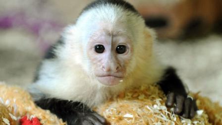 Canadian singer Justin Biebers former pet the capuchin monkey named Mally looks out of its quarantine room at his new home at an animal park near Hodenhagen, northern Germany, Friday, May 31, 2013. Mally was seized by German customs on March 28 when the 19-year-old Canadian pop star failed to produce the required vaccination and import papers after landing in Munich for a European tour. (AP Photo/dpa, Holger Hollemann)