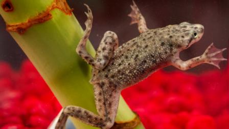 A Dec. 4, 2009 photo provided by the Center for Disease Control shows an African dwarf tree frog. Centers for Disease Control and Prevention officials on Wednesday, July 20, 2011 said Blue Lobster Farms, a California company, in June had resumed shipping African dwarf frogs from its Madera County, California, breeding facility. The company had voluntarily stopped shipping the frogs in April, after an investigation found them to be the source of a salmonella outbreak that sickened about 240 people nationwide over two years. CDC officials believe the frogs may still pose a serious health risk.