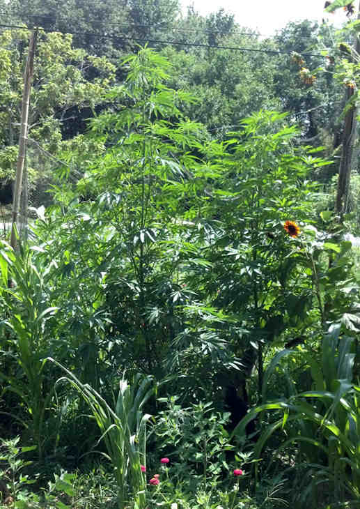 Marijuana plants found in Delaware