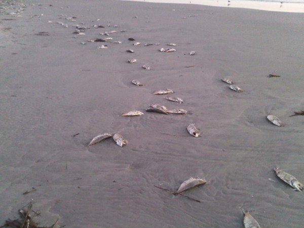North Wildwood Fish Kill