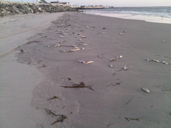 North Wildwood Fish Kill