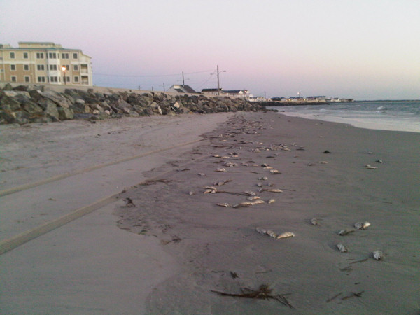 North Wildwood Fish Kill
