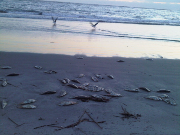 North Wildwood Fish Kill