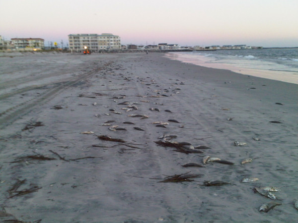 North Wildwood Fish Kill