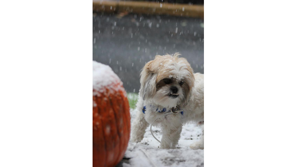 Frostys first Halloween. Submitted by Bob...