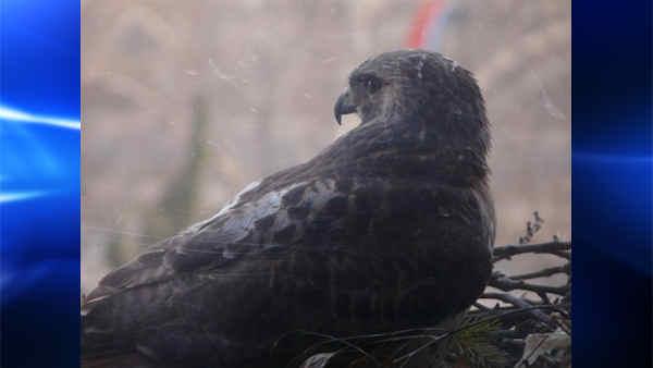 A pair of red-tailed hawks were first discovered nesting on a ledge at The Franklin in Philadelphia back in March of 2009. Image from <a hrefhttp://www2.fi.edu/hawknest.php target_blank>The Franklins website</a>.