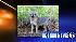Gray fox