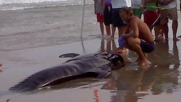 Beached whale in Ocean City, N.J.