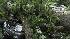 Tree falls on SUV