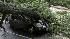 Tree falls on SUV