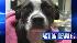 Pit bull rescued from Schuylkill