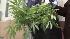 Marijuana raid in North Philadelphia