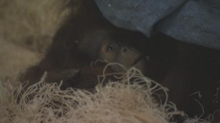 Baby orangutan at Philadelphia Zoo