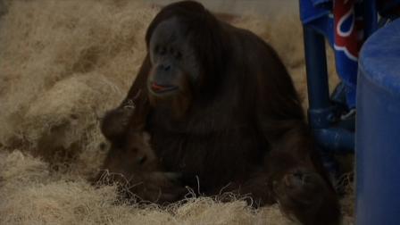 Baby orangutan at Philadelphia Zoo