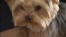 Holiday dangers for dogs