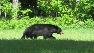 black bear