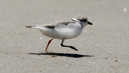 PIPING PLOVER