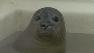Seals find help