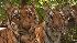 Tiger cubs at the Philadelphia Zoo