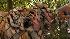 Tiger cubs at the Philadelphia Zoo