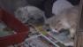 Over 50 animals removed from NJ home