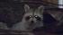 Raccoons are nocturnal nightmare for neighborhood