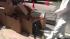 Upper Darby cat raid