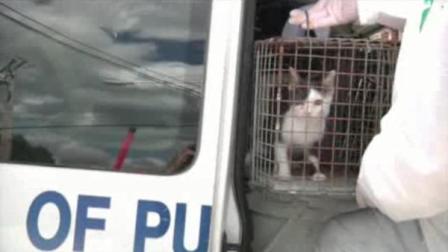 Upper Darby cat raid