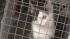 Upper Darby cat raid