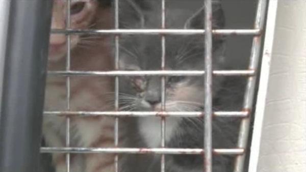 Upper Darby cat raid