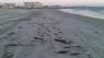 North Wildwood Fish Kill