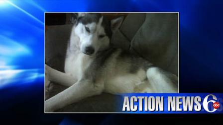 Chico, a 3-year-old Siberian Husky, belonged to a family living a on Haldeman Avenue, a few miles from where the dog was found.