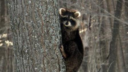raccoon