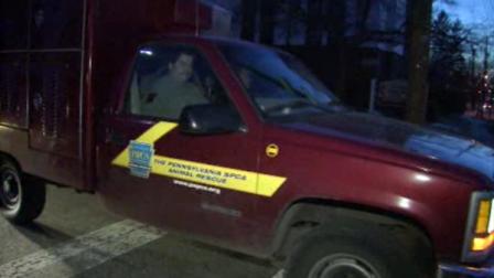 Pennsylvania SPCA Animal Rescue is seen leaving the Lawncrest neighborhood where an off-duty cop shot and killed a pit bull that killed the cops poodle, according to officials.