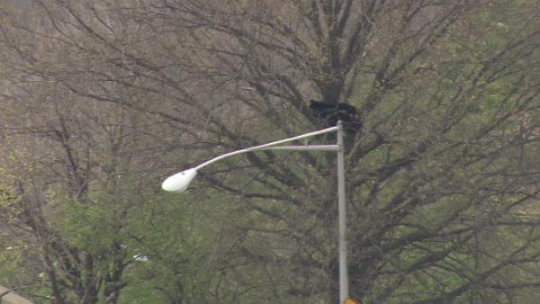 Bear spotted near NJ Turnpike