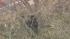 Bear spotted near NJ Turnpike