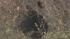 Bear spotted near NJ Turnpike