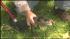 A local reptile expert confirmed it was an...
