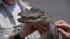 Action News caught up with the wayward alligator...